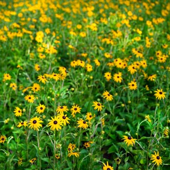 flowers 1