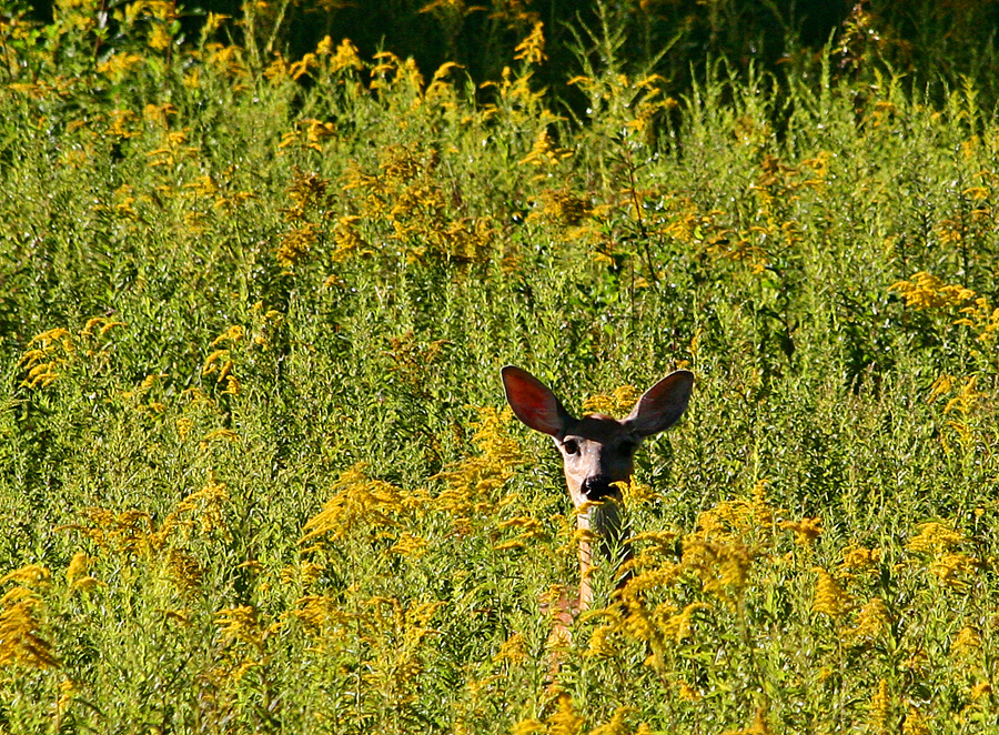 Broadmoor deer