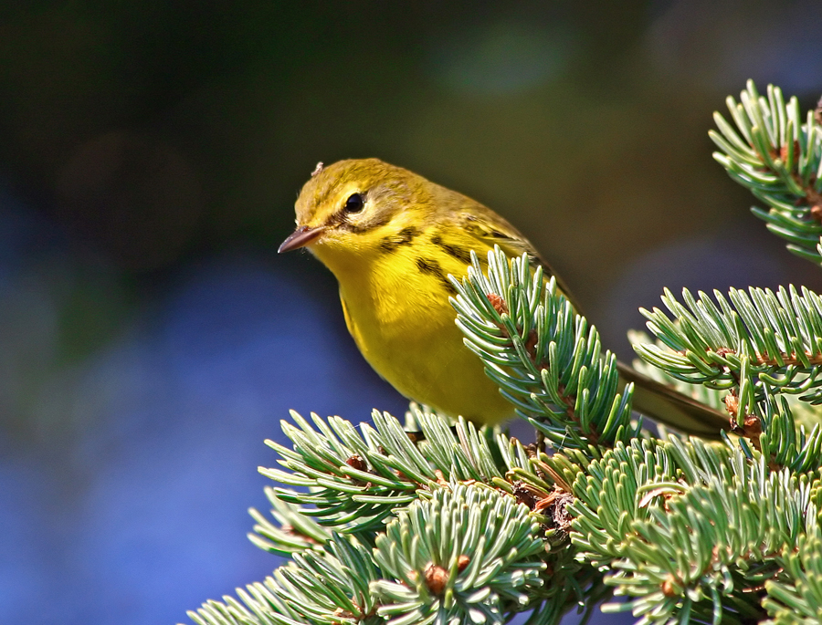 Prairie warbler 6