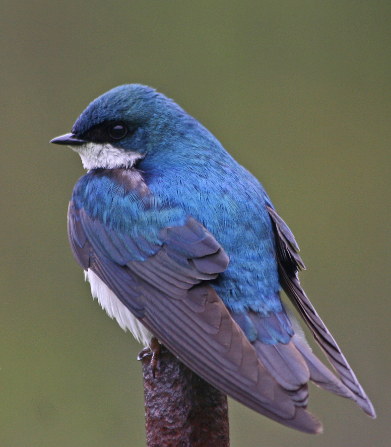 Swallow