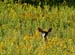 Broadmoor deer