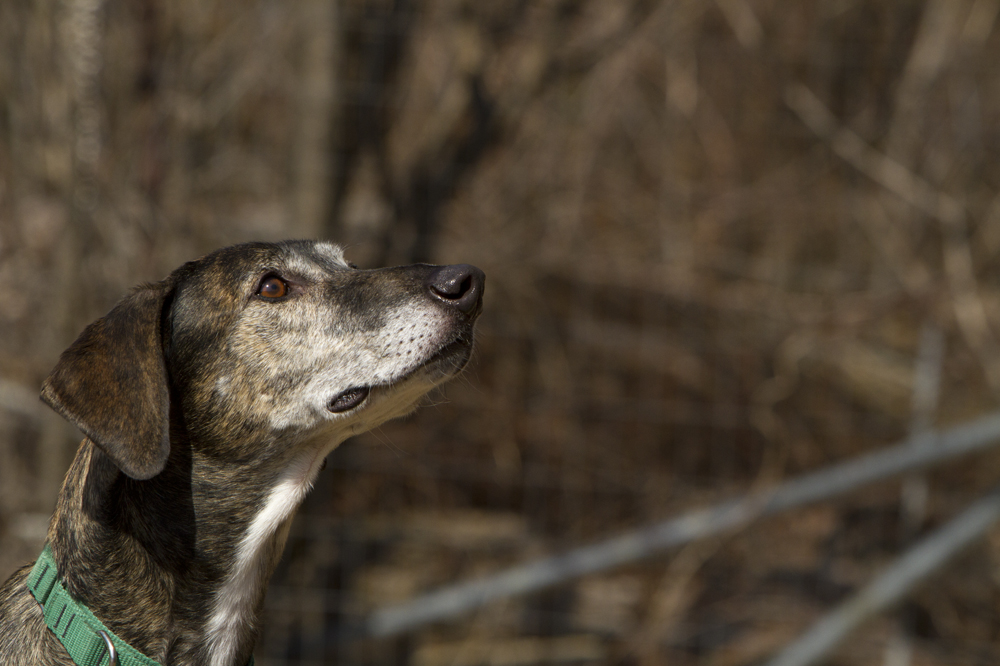 greyhounds038