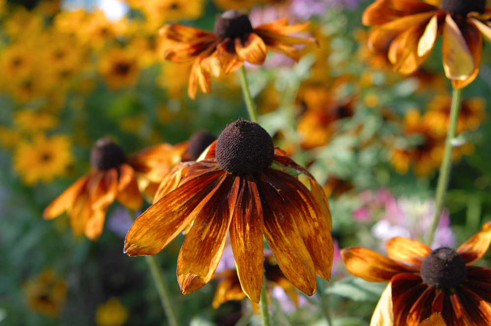 Black Eyed Susans