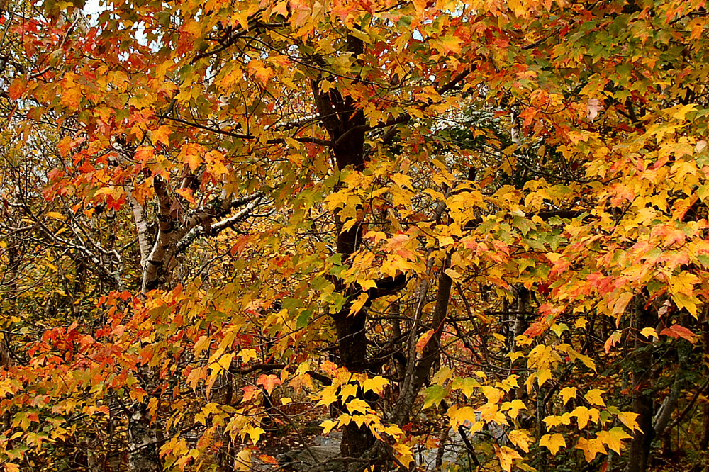 Copy of DSC_0011