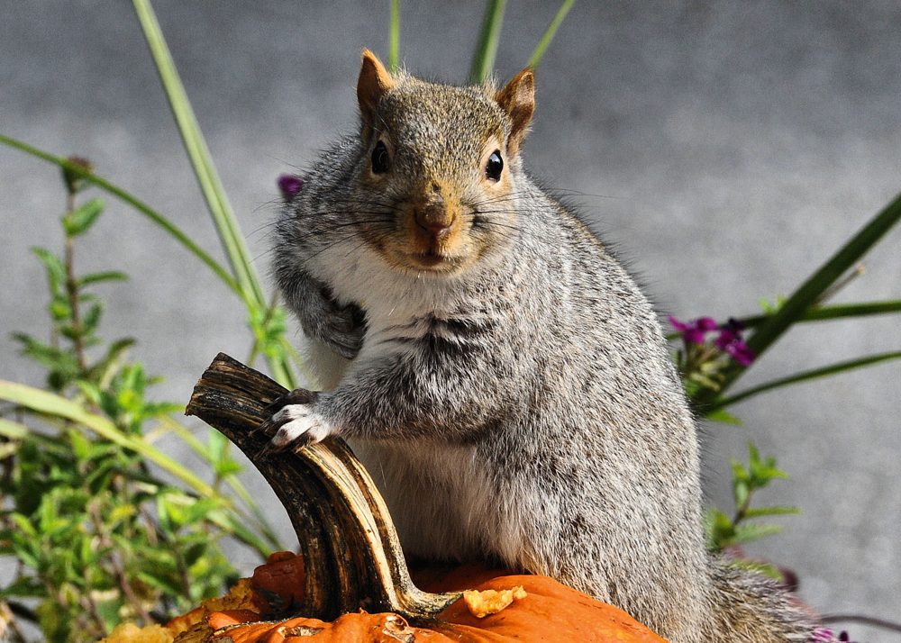 DSC_6838 KSB
