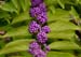Calicarpa