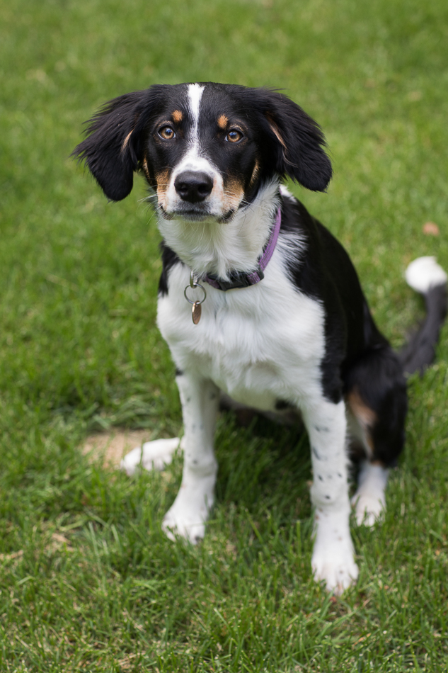 Kate_Preftakes_ww_dogs-13