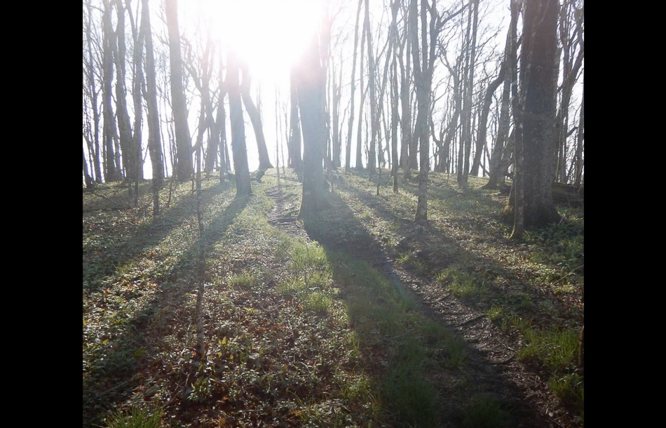 Screen Shot 2021-03-14 at 3.38.17 PM