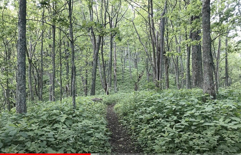 Screen Shot 2021-03-14 at 3.41.40 PM