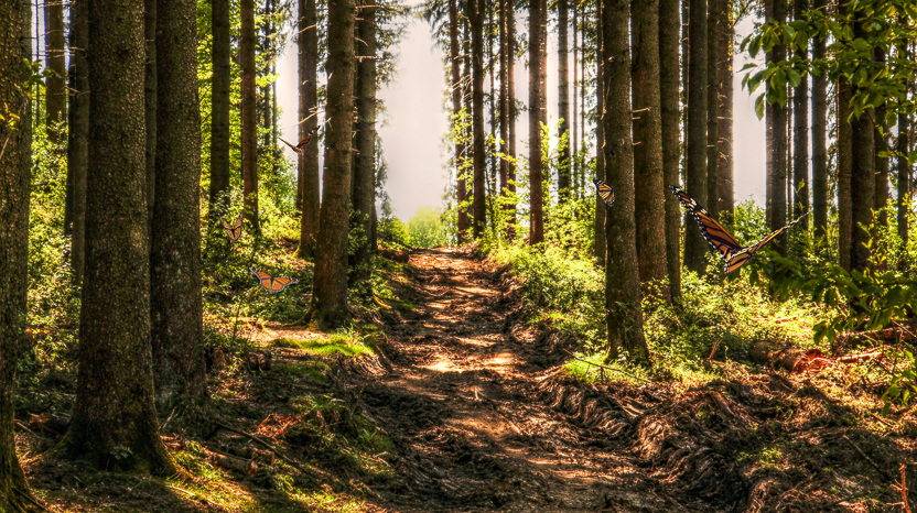 trees-3410846.1